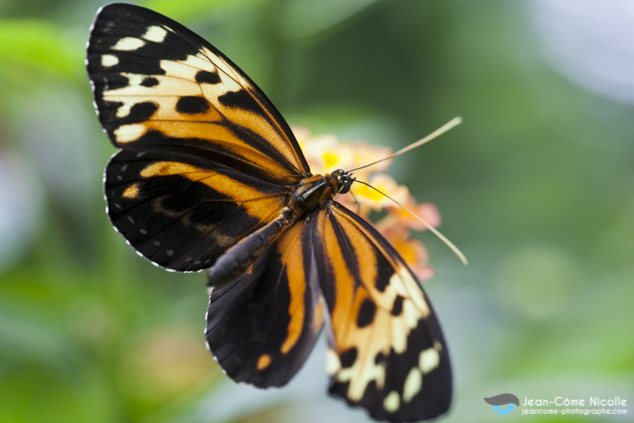 Lyorea halia posé sur une fleur ailes ouvertes. Papillon présent dans tous le nord de l'Amérique du Sud.